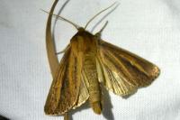 Globia sparganii