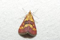 Pyrausta purpuralis