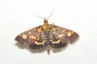 Pyrausta purpuralis