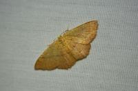 Cyclophora ruficiliaria