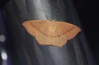 Cyclophora ruficiliaria
