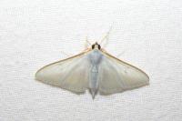 Palpita vitrealis