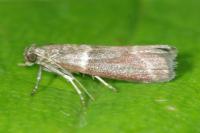 Cryptoblabes bistriga