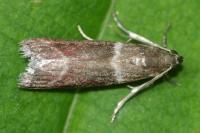 Cryptoblabes bistriga