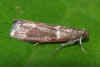 Cryptoblabes bistriga