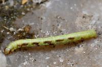 Macaria notata