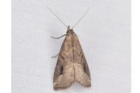 Schrankia costaestrigalis