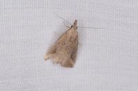 Schrankia costaestrigalis