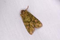 Dryobotodes eremita