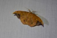 Sabra harpagula