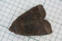 Conistra ligula
