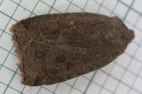 Conistra ligula