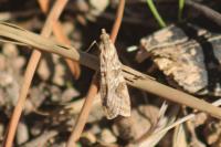 Nomophila noctuella