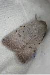 Caradrina aspersa
