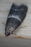 Elegia similella