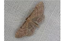 Idaea infirmaria