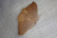 Watsonalla uncinula