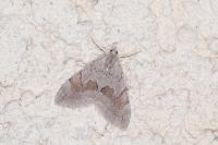 Pennithera ulicata