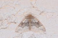 Larentia malvata