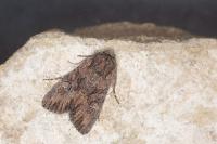 Mniotype solieri