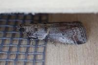 Acrobasis glaucella/fallouella