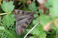 Nomophila noctuella
