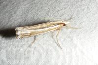 Ancylolomia tentaculella