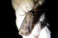 Agrotis ipsilon