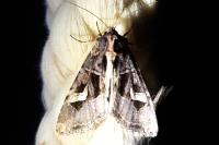 Trigonophora