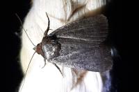 Amphipyra livida