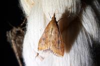 Udea ferrugalis