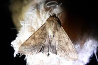 Helicoverpa armigera