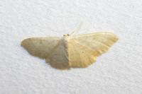 Idaea straminata