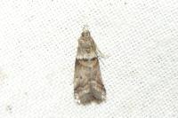 Acrobasis consociella