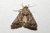 Thalpophila matura