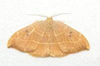 Watsonalla binaria
