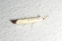 Agriphila geniculea