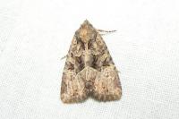 Mesapamea secalella/secalis