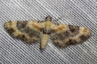 Eupithecia linariata