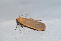 Katha depressa