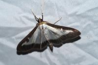 Cydalima perspectalis