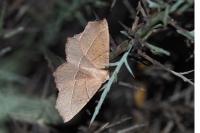 Gerinia honoraria