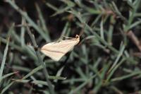 Rhodometra sacraria