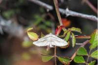 Ecleora solieraria