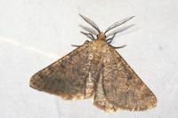 Isturgia miniosaria