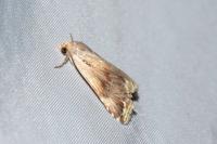 Eublemma ostrina