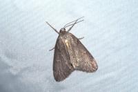 Pachycnemia hippocastanaria hippocastanaria
