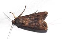 Agrotis ipsilon