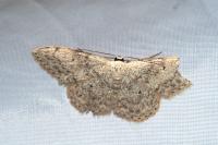 Scopula marginepunctata