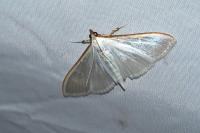 Palpita vitrealis